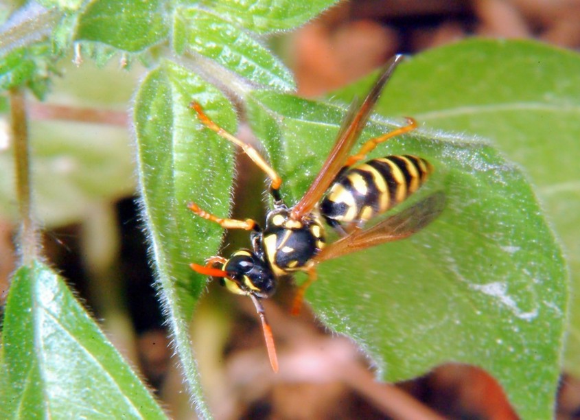 Macrofotografia (anche per micologi)